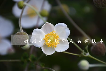 信用卡逾期聋人如何联系 信用卡逾期聋人如何联系