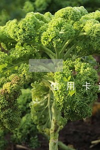 信用卡逾期联合报案 信用卡逾期联合报案