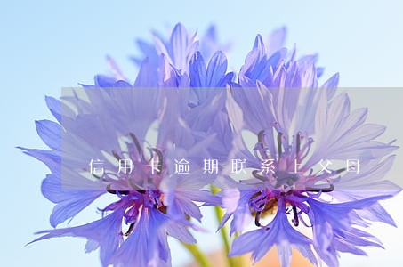 信用卡逾期联系上父母