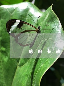 信用卡逾期联系不到别人怎么办 信用卡逾期联系不到别人怎么办