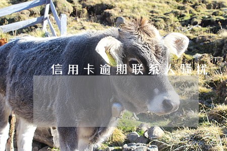 信用卡逾期联系人骚扰
