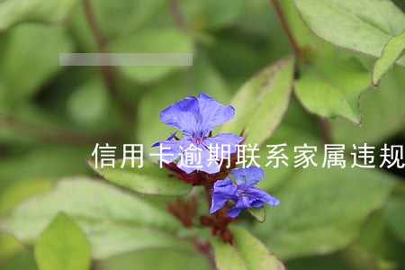 信用卡逾期联系家属违规 信用卡逾期联系家属违规