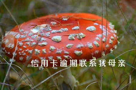 信用卡逾期联系我母亲 信用卡逾期联系我母亲