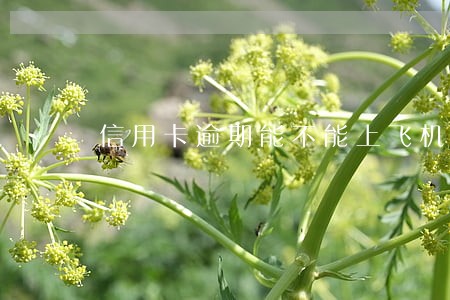 信用卡逾期能不能上飞机 信用卡逾期能不能上飞机