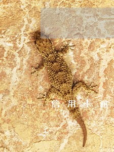 信用卡逾期能不能买大巴票