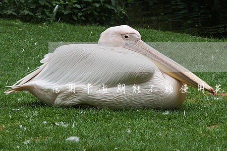 信用卡逾期能不能使用花呗 信用卡逾期能不能使用花呗