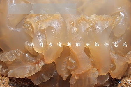 信用卡逾期能不能停息还款 信用卡逾期能不能停息还款