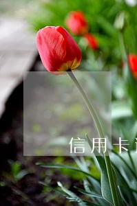 信用卡逾期能不能再申请借记卡 信用卡逾期能不能再申请借记卡