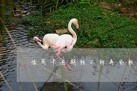 信用卡逾期能不能再贷款 信用卡逾期能不能再贷款