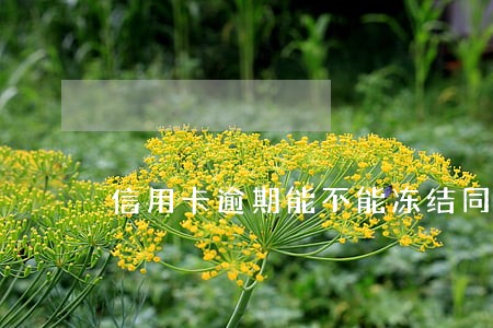 信用卡逾期能不能冻结同行银行卡 信用卡逾期能不能冻结同行银行卡