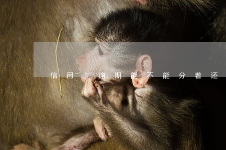 信用卡逾期能不能分着还 信用卡逾期能不能分着还