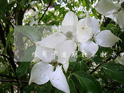 信用卡逾期能不能办对公户