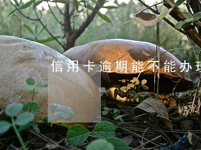信用卡逾期能不能办理车贷款需 信用卡逾期能不能办理车贷款需