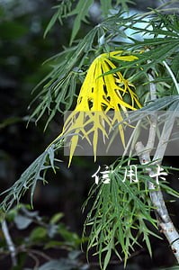 信用卡逾期能不能办营业执照 信用卡逾期能不能办营业执照