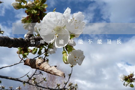 信用卡逾期能不能延长 信用卡逾期能不能延长