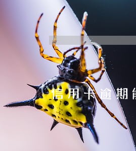信用卡逾期能不能申请滴滴代驾 信用卡逾期能不能申请滴滴代驾