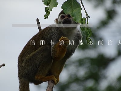 信用卡逾期能不能给人担保 信用卡逾期能不能给人担保