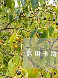 信用卡逾期能不能重新做分期 信用卡逾期能不能重新做分期
