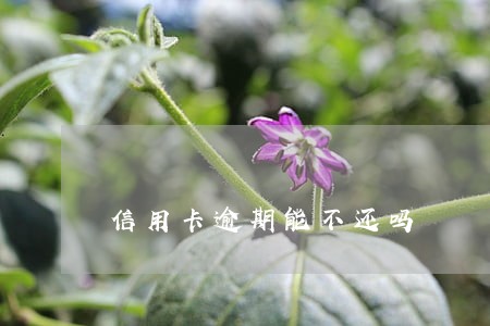信用卡逾期能不还吗 信用卡逾期能不还吗