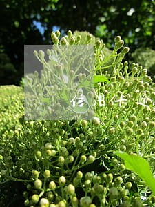 信用卡逾期能买动车吗 信用卡逾期能买动车吗