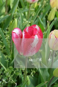 信用卡逾期能借368借条吗