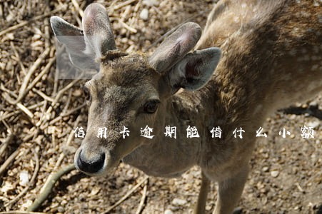 信用卡逾期能借什么小额贷款 信用卡逾期能借什么小额贷款