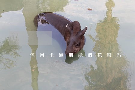 信用卡逾期能借花呗吗 信用卡逾期能借花呗吗