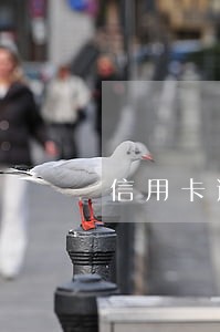 信用卡逾期能做会计工作吗 信用卡逾期能做会计工作吗