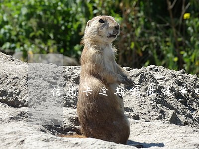 信用卡逾期能做保单吗 信用卡逾期能做保单吗