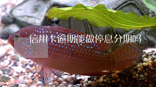 信用卡逾期能做停息分期吗 信用卡逾期能做停息分期吗
