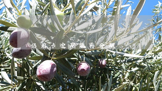 信用卡逾期能再分期 信用卡逾期能再分期