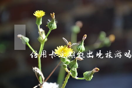 信用卡逾期能出境旅游吗 信用卡逾期能出境旅游吗