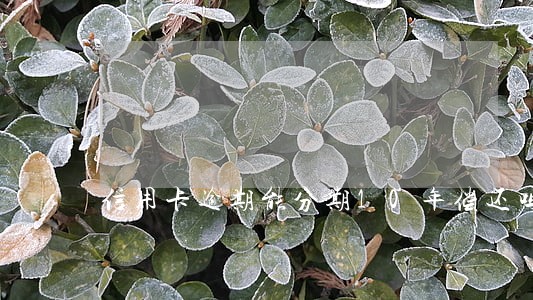 信用卡逾期能分期10年偿还吗