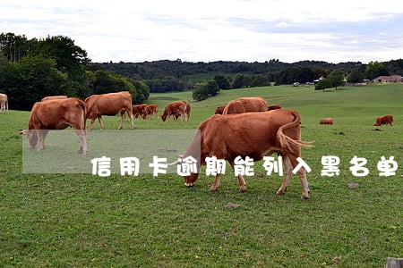信用卡逾期能列入黑名单吗 信用卡逾期能列入黑名单吗