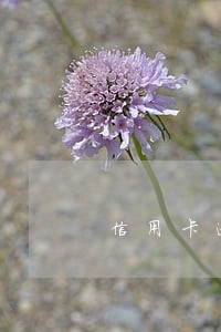 信用卡逾期能办出银行卡吗 信用卡逾期能办出银行卡吗