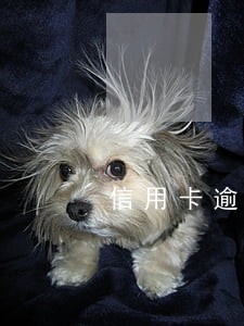 信用卡逾期能办卡吗 信用卡逾期能办卡吗