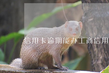 信用卡逾期能办工商信用卡吗中国