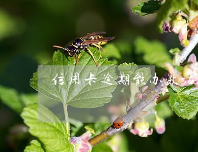 信用卡逾期能办激活社保卡吗 信用卡逾期能办激活社保卡吗