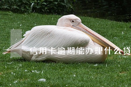 信用卡逾期能办理什么贷款 信用卡逾期能办理什么贷款