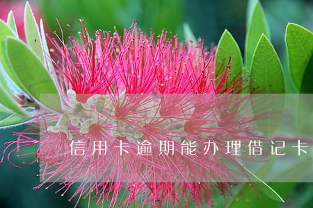 信用卡逾期能办理借记卡浦发 信用卡逾期能办理借记卡浦发