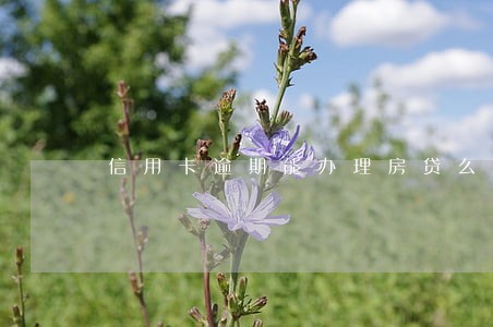 信用卡逾期能办理房贷么 信用卡逾期能办理房贷么