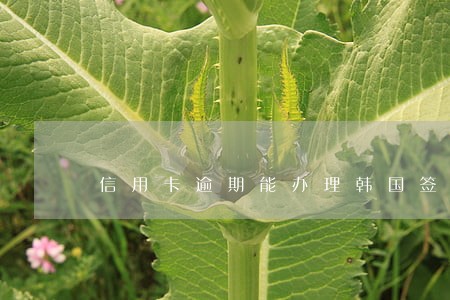 信用卡逾期能办理韩国签证吗