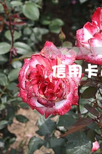 信用卡逾期能办电动车分期吗 信用卡逾期能办电动车分期吗