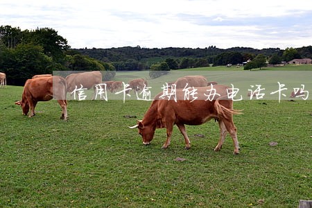 信用卡逾期能办电话卡吗 信用卡逾期能办电话卡吗