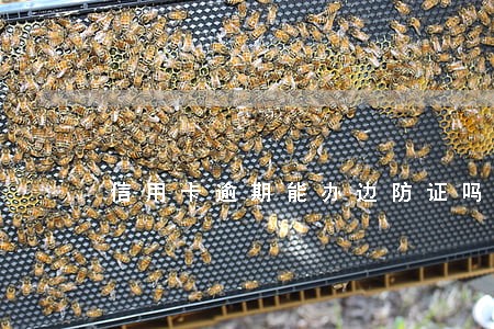 信用卡逾期能办边防证吗 信用卡逾期能办边防证吗