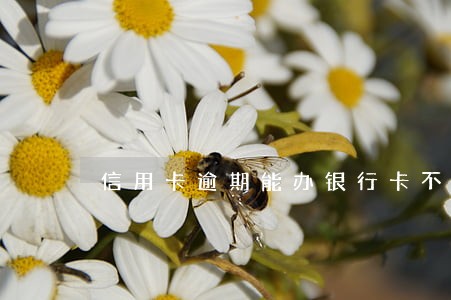 信用卡逾期能办银行卡不 信用卡逾期能办银行卡不