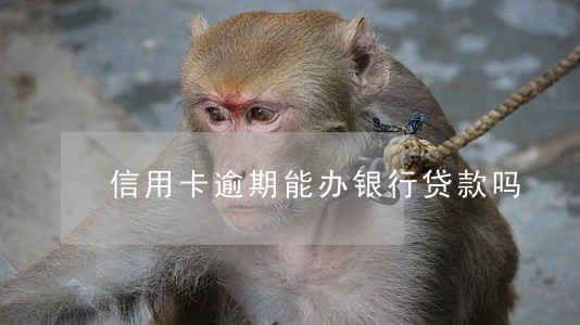 信用卡逾期能办银行贷款吗 信用卡逾期能办银行贷款吗