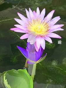 信用卡逾期能加额度吗 信用卡逾期能加额度吗