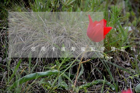信用卡逾期能助学贷款吗 信用卡逾期能助学贷款吗
