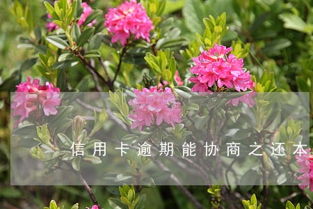 信用卡逾期能协商之还本金吗 信用卡逾期能协商之还本金吗